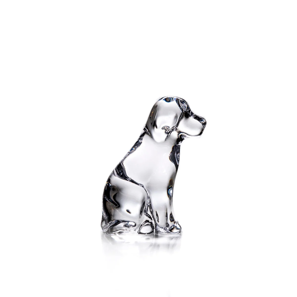 Dog - 2nd