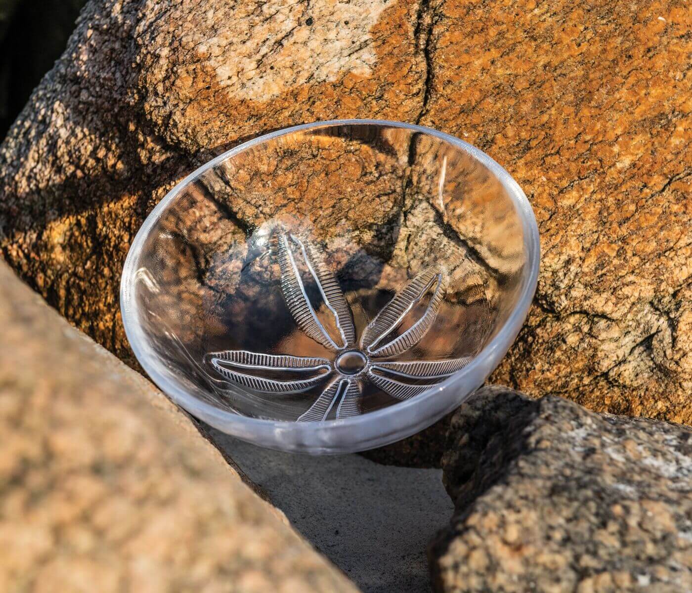 Sand Dollar Bowl - M - Image 5